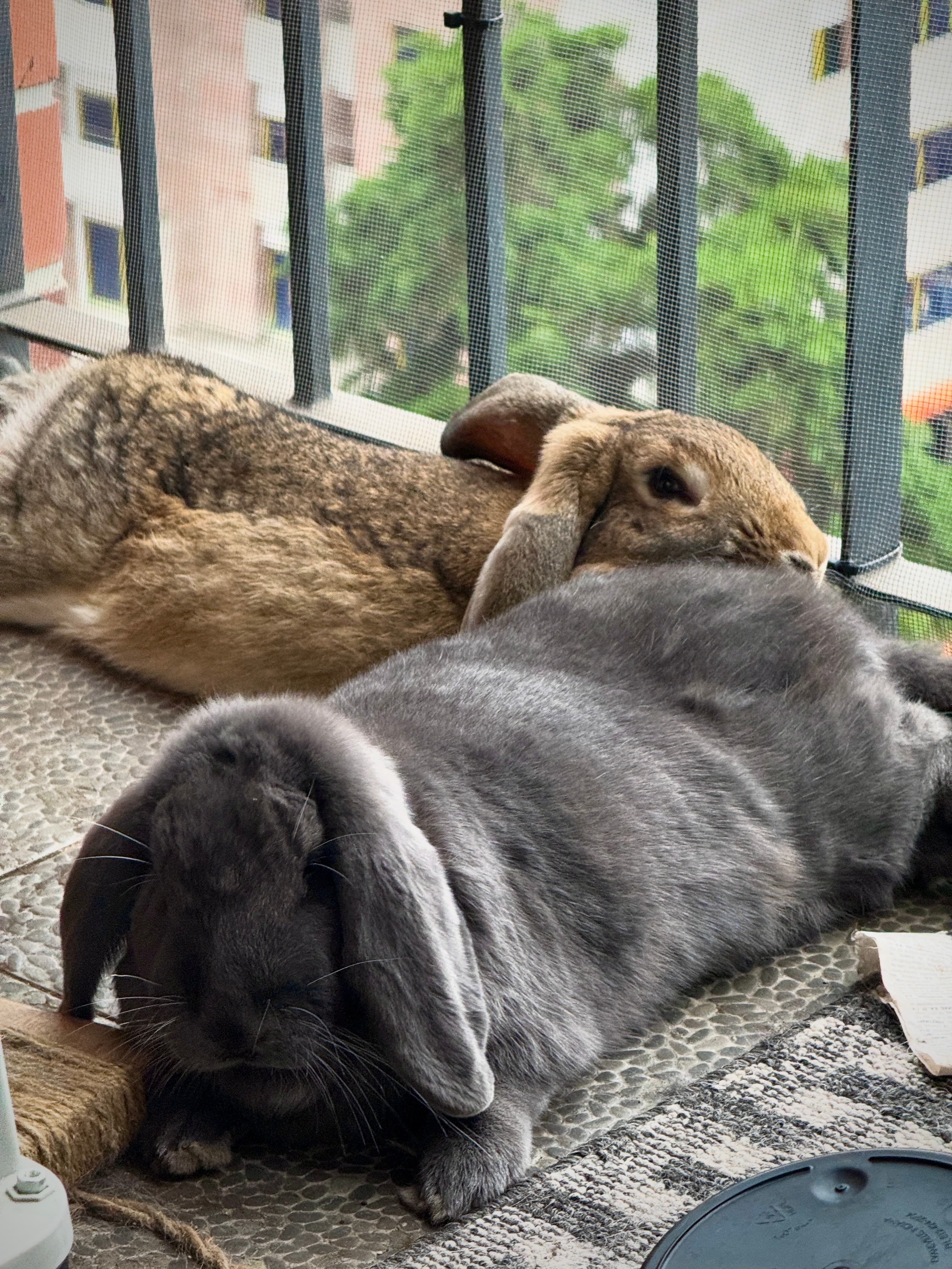 Dos conejos descansando juntos